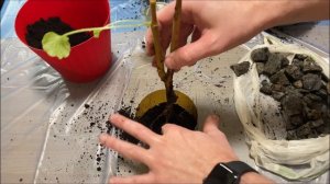 Герань (Калачик): Как оживить после перелива #diy