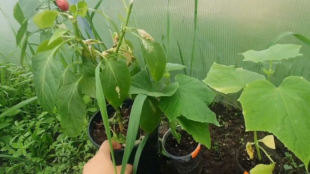 19 мая. высадила все помидоры и огурцы в теплице смотреть онлайн