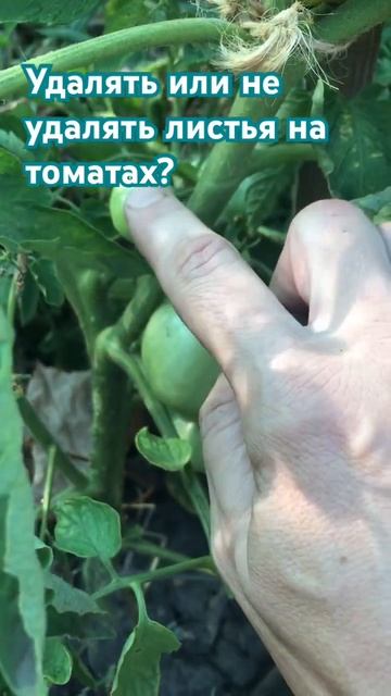 Листья на томатах.#томаты #овощи #помидоры #огородсвои? смотреть онлайн