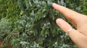 Прогулка по хвойному саду Татьяны Воловик. 06.10.2024