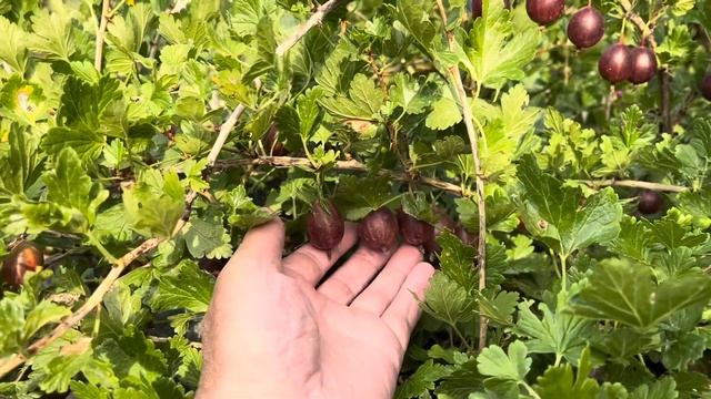 Крыжовник Финик в Кемерово.