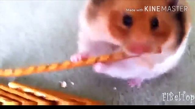 Приколы, топ приколов про хомяков!!! :-) смотреть онлайн