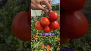 Супер-помидор АЛИНКА #семена #огород #дача #томаты #пом?