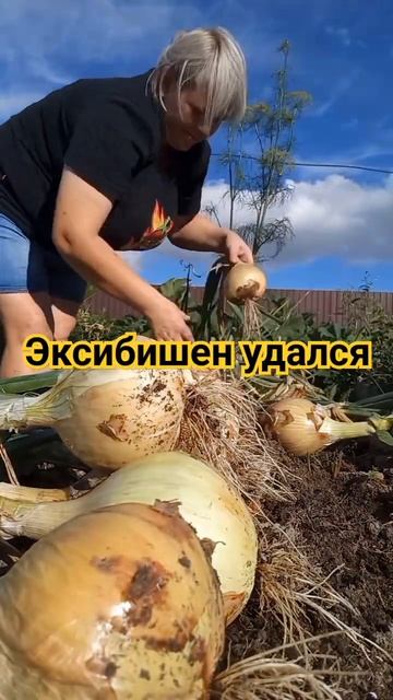 урожай эксибишен#готово!и уже прикупаю семена. смотреть онлайн