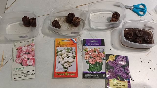 Такой посев эустомы обеспечит 100% всхожесть.04.01.2025 г. смотреть онлайн