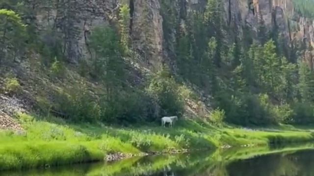 Красивая Азербайджанская песня смотреть онлайн