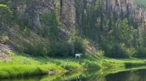 Красивая Азербайджанская песня