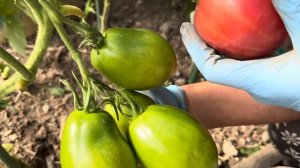 ОТЗЫВ ТОМАТ НАСТЕНЬКА СЕМЕНА АЛТАЯ 6 сентября 2024 г.