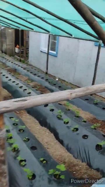Клубника 🍓🍓🍓на буграх в теплице смотреть онлайн