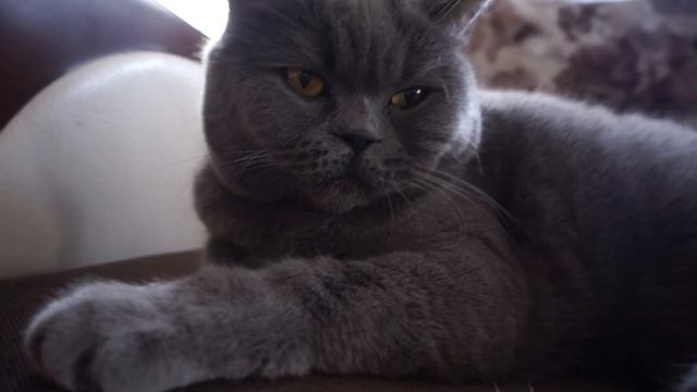 Как храпит и спит шотландская 😻 кошка, под песню "Цвет настоения чёрный" Приколы с котами! смотреть онлайн