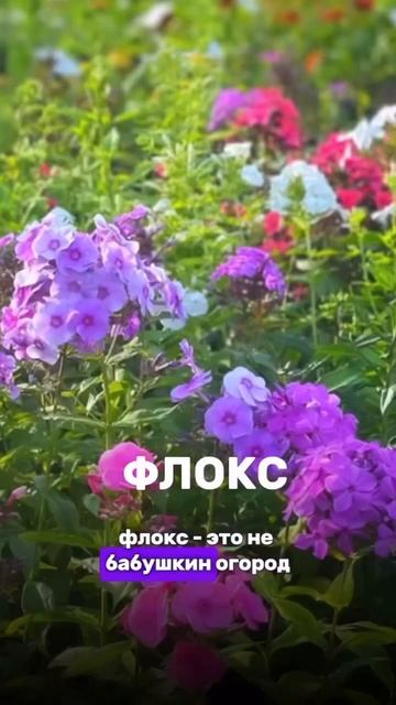 Посадил и забыл, не прихотливые цветы смотреть онлайн