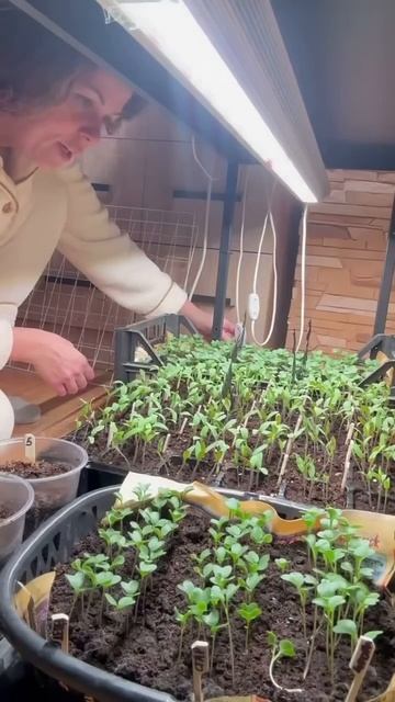 Растет всё не по дням, а по часам в моём огороде #garden #ог смотреть онлайн