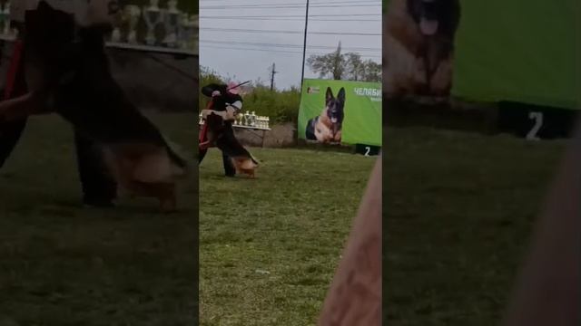 OUK DERROU Fom Festburg - №118 / КЧК ЧЕЛЯБИНСК 3 мая`25 I.Radulovic Моно нем.овчарок