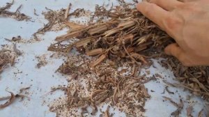 Как в Корее выращивают кунжут #жизньвюжнойкорее #жизн?