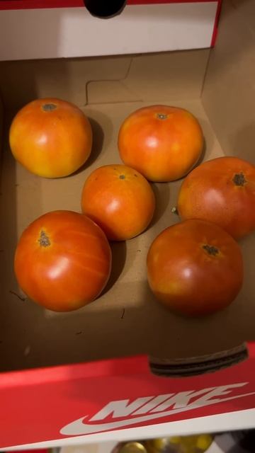 Зимнее чудо#зимниетоматы#приветизэстонии#обзорсемян смотреть онлайн