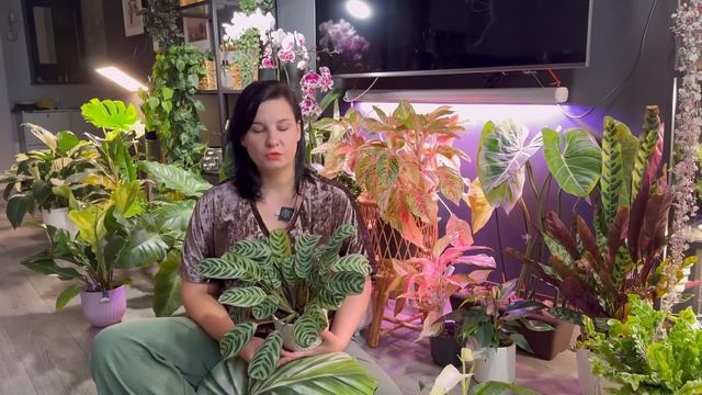 Недооцененные комнатные растения: кому надо дать шанс смотреть онлайн