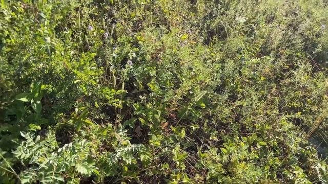 Рассвет в горах Алтая | Собираем степную клубнику