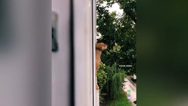 ЛУЧШИЕ ПРИКОЛЫ 😆 СУПЕР ПРИКОЛЫ НАРЕЗКА смотреть онлайн