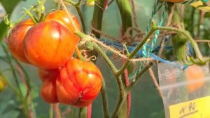 Томат МЕЧТА АЛИСЫ