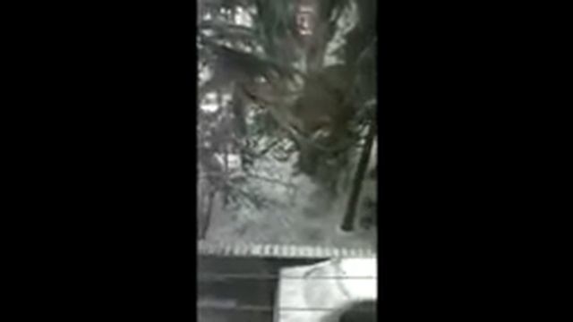 Снежок пошел