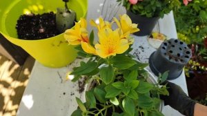 #Альстромерия: пересадка и уход (Alstroemeria: transplanting and care)