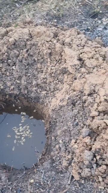 ч.7 Грунтовые воды😱 Как избавиться от воды?!#расчистка смотреть онлайн