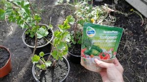 Весна труд май! Во саду ли в огороде обзор саженцев, новые грядки и посевы.