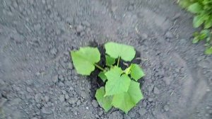 Огурцы сорта"КУСТОВЫЕ" в Открытом Грунте!!!  Обзор и моё