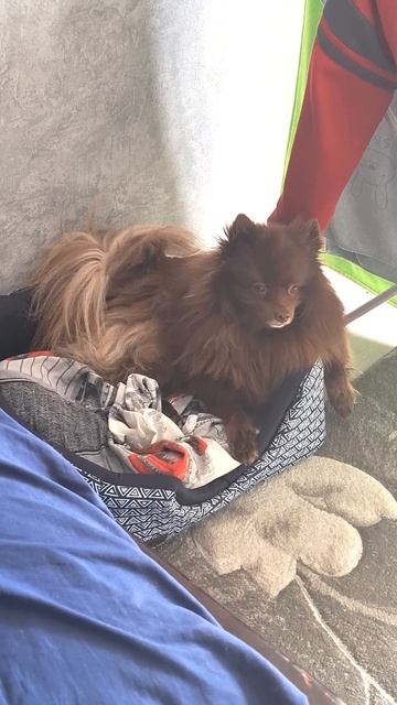 Мики и лежанка #spitz #собака  #смешные #шпиц #юмор #животные