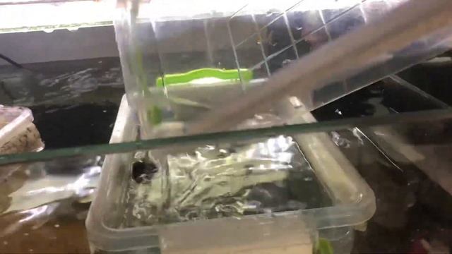 Мифы о сомиках, в которые до сих пор верят! Правда или в смотреть онлайн