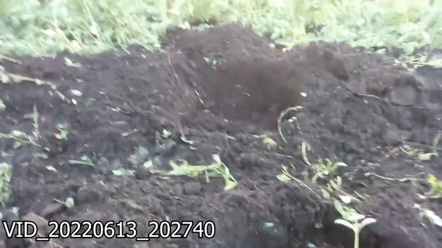 Дневник. Огород 2022 год, июнь. | ДНЕВНИК САДОВОДА. смотреть онлайн