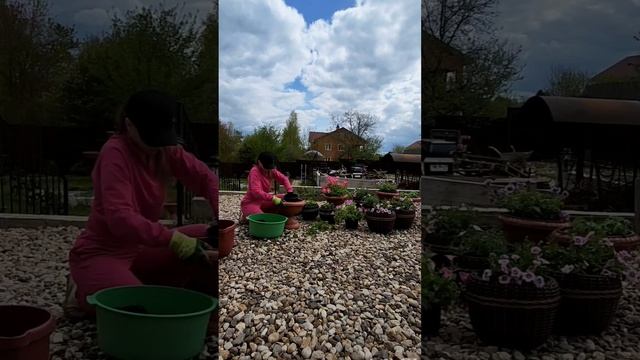 наконец потеплело . высаживаю петунии на постоянное м? смотреть онлайн