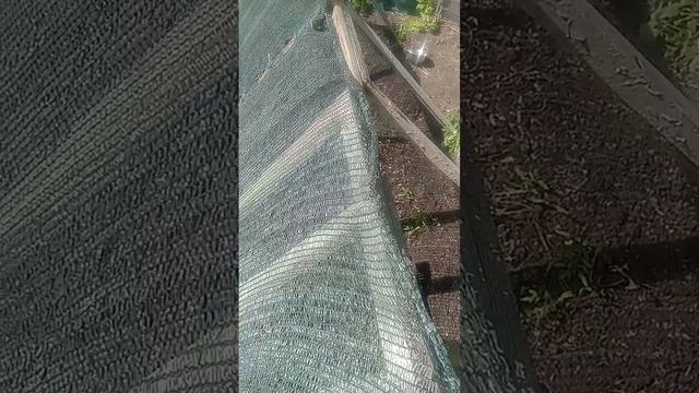 Как и из чего сделать супер бюджетную мини теплицу(пар смотреть онлайн