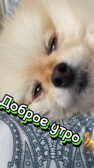 Доброе утро🦮❤️