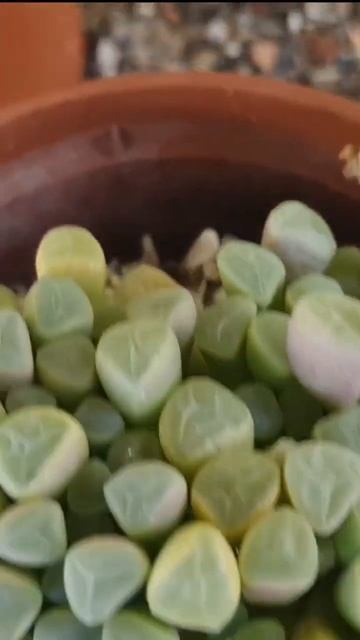 пересадка #succulent смотреть онлайн