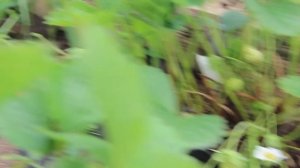 Обзор моего огорода май 2024г. Юлия Миняева.