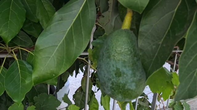 Наш сад вокруг дома #турция смотреть онлайн