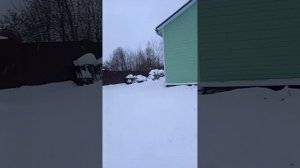 "Светлица"на теплице зимой, прекрасно себя чувствует