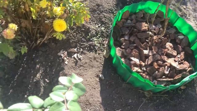 Как посадить голубику в приподнятые грядки. смотреть онлайн