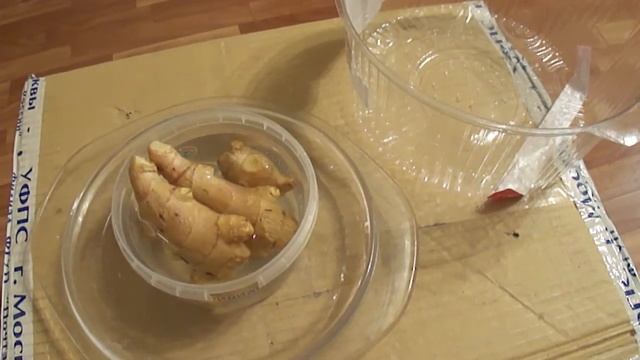 Как посадить имбирь.Наш первый опыт.How to plant ginger смотреть онлайн