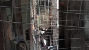 Кто задавил кур? Хорёк или ласка?