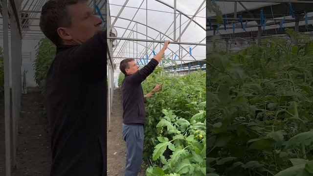 Приспускаю растения #теплица #приспускаюрастения #мар смотреть онлайн