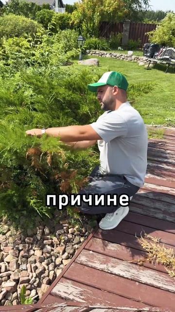 Что такое санитарная обрезка✅ #обрезкадеревьев #дача смотреть онлайн