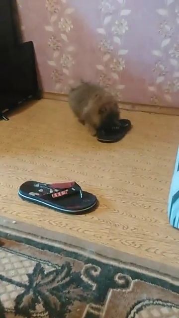 Шпицы смотреть онлайн