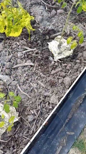 Используете водоросли для мульчирования? смотреть онлайн