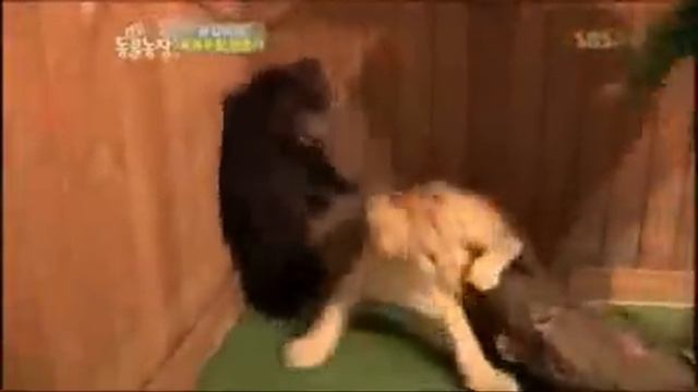 Медведь сыкун, мега прикол (Славик sound) !).avi смотреть онлайн