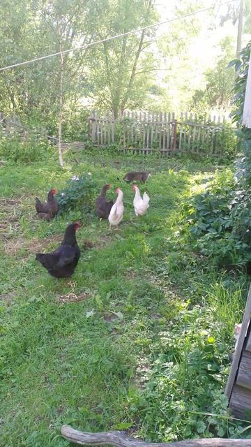 Кроме плохой погоды и после нее сломанного забора ...Но