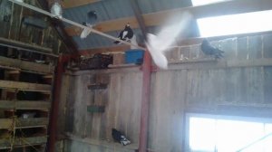 Николаевские и Курские голуби.