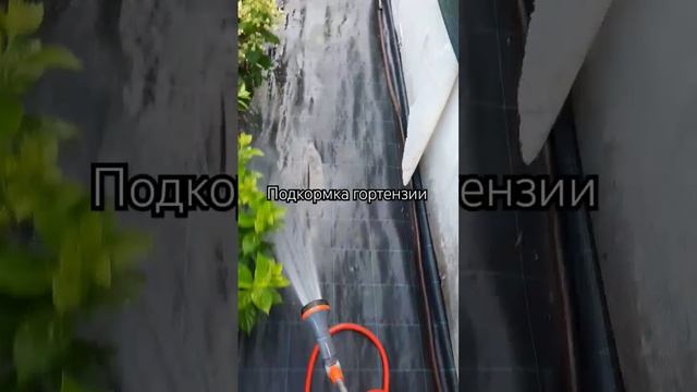 Подкормка гортензии летом. 4.07.24г. Использую формулу 13х смотреть онлайн