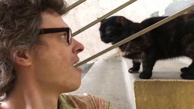 Ну очень странный кот (продолжение) смотреть онлайн